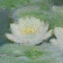 Denise Pollack